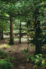 Natural Woodland UK