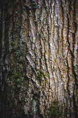 Tree trunk background, Natural Woodland