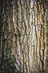 Fototapeta premium Tło pnia drzewa, naturalny las