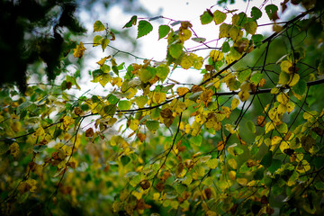 Changing autumn leaves, Natural Woodland