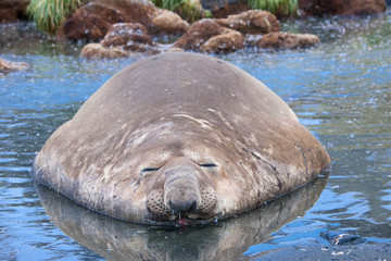 Portrait shots of seals, sea lions and elephant seals in Antarctica