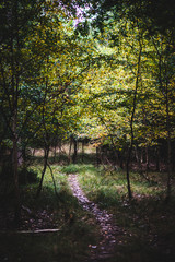Natural Woodland Hiking Trail