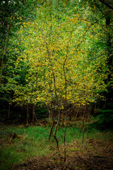 Natural Woodland Hiking Trail