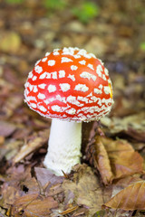 Amanita muscaria,grows in the woods poisonous mushroom fly red