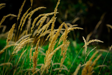 Wild grass around a Natural Woodland environment.