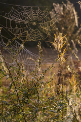 Covered with droplets of dew a cobweb. Early autumn morning.