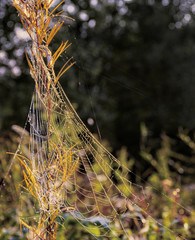 Covered with droplets of dew a cobweb. Early autumn morning.