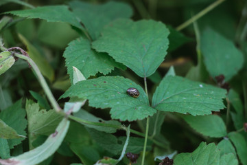 snail on leaves
