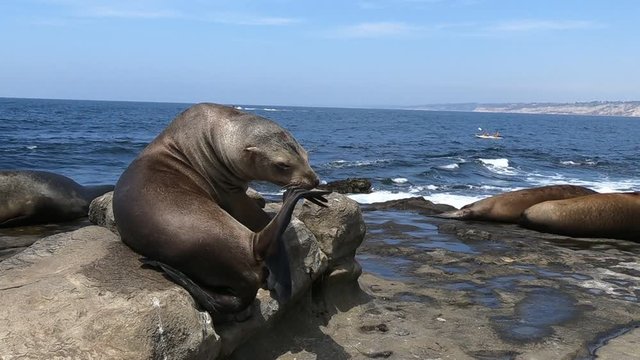 FOKI I LWY MORSKIE NA PLAŻY