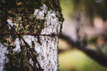 Old Agricultural Barbed Wire, Natural Woodland