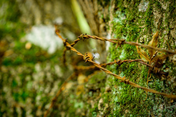 Old Agricultural Barbed Wire, Natural Woodland