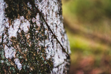 Old Agricultural Barbed Wire, Natural Woodland