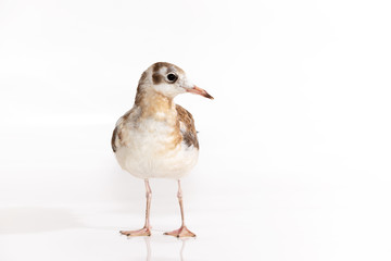 Adorable lake seagull isolated on white background