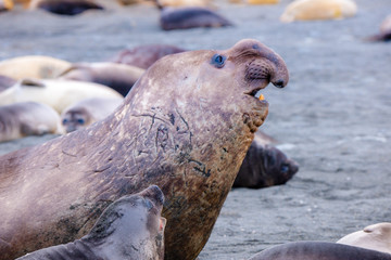 Portrait shots of seals, sea lions and elephant seals in Antarctica