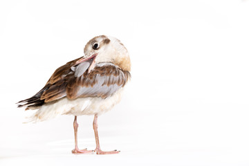 Adorable lake seagull isolated on white background