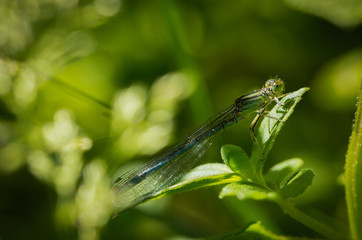 libellule bleue sur fond vert