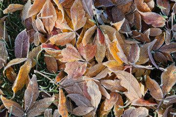 Colorful frozen fallen leaves, autumn background.