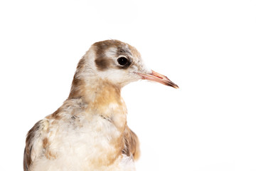 Adorable lake seagull isolated on white background