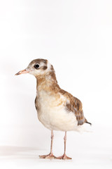 Adorable lake seagull isolated on white background