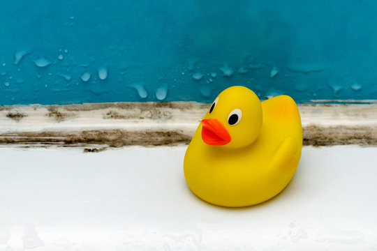 mold in bath, a duck toy in a dirty bathroom