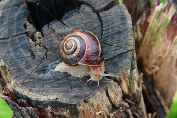 snail on tree