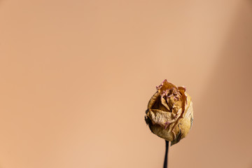 close up dry brown rose against rose pink background, memory love concept