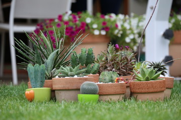 Piante grasse cactacee e succulente
