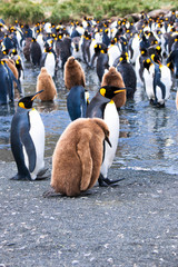 Beautiful shots of cute penguins in the Antarctica snow