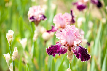Iris aux couleurs vives