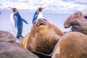 Cute elephant seals fighting each other in Antarctica