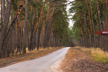  Empty road in the pine forest. Beautiful autumn landscape