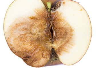 Close up Boring trace of a codling moth Monilia Fructigena, in a half wormy apple. On white...