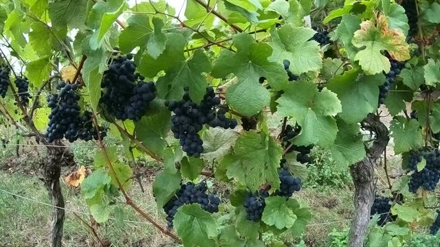 Erntereife Trauben im Weinberg