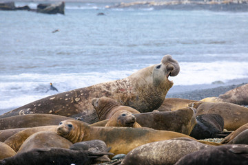 Naklejka premium Cute elephant seals fighting each other in Antarctica