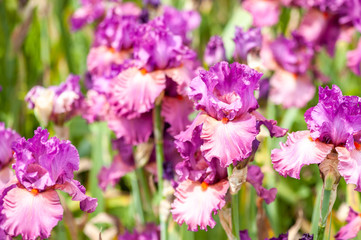 Fototapeta na wymiar Iris de couleur rose