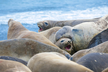 Naklejka premium Cute elephant seals fighting each other in Antarctica