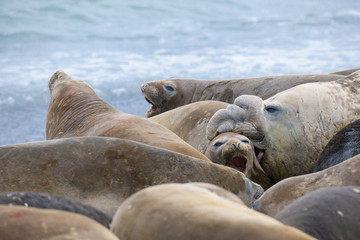 Fototapeta premium Cute elephant seals fighting each other in Antarctica