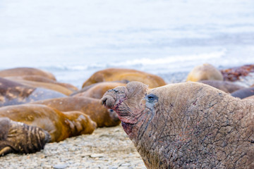 Fototapeta premium Cute elephant seals fighting each other in Antarctica