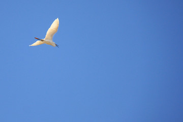 egret fly in the blue sky