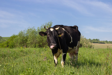 Fototapeta premium Cows on a summer pasture,The cow shows the tongue on the pasture