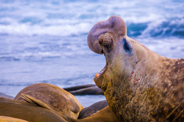 Cute elephant seals fighting each other in Antarctica