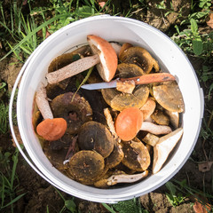 Fresh edible mushrooms in white bucket with knife top view