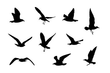 Silhouetten von 10 Möwen, Vektorgrafik, Vogel Icons