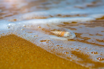 Fototapeta na wymiar beautiful ornate shell lies on the shore of the sea, turquoise waves lapping on the shore.