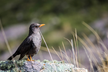 Handsome Bird