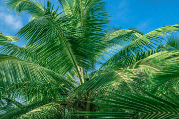 Palm trees against blue sky.