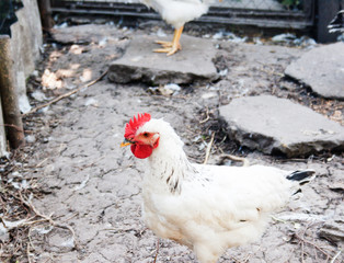 Rooster in the bird's yard. Candid.