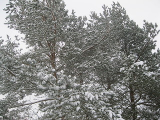 Зимние сосны