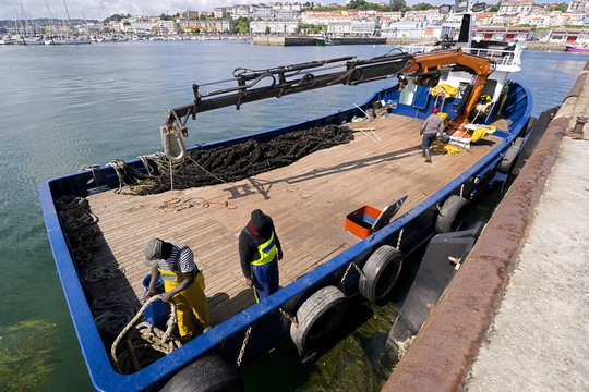mussel farm aquaculture rafts in Galicia , Spain
