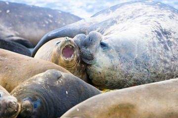 Cute elephant seals fighting each other in Antarctica